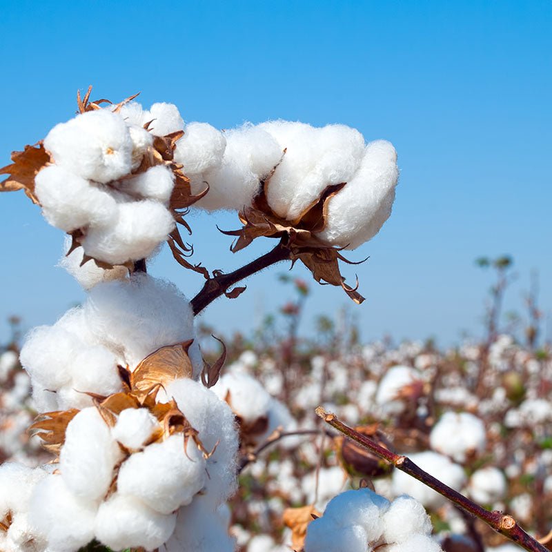 D'où vient le coton ? Origine, production et impact d’une fibre incontournable - BLUEBUCK