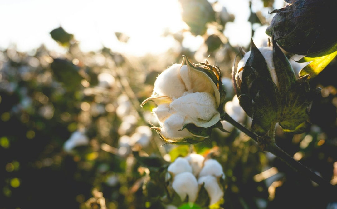 D'où vient le coton ? Origine, production et impact d’une fibre incontournable - BLUEBUCK