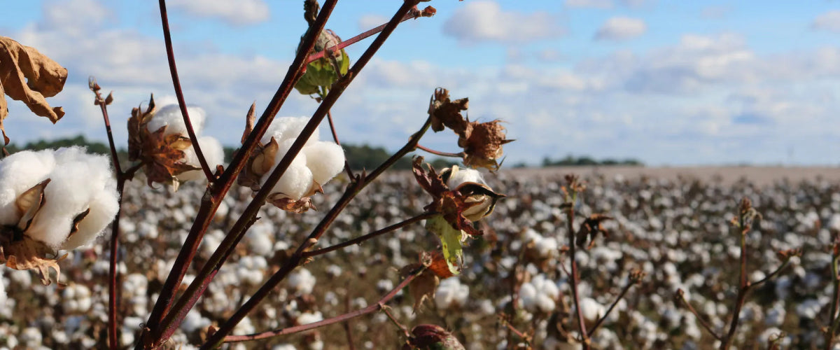 Les sous-vêtements en coton bio : de quoi parle-t-on ? - BLUEBUCK