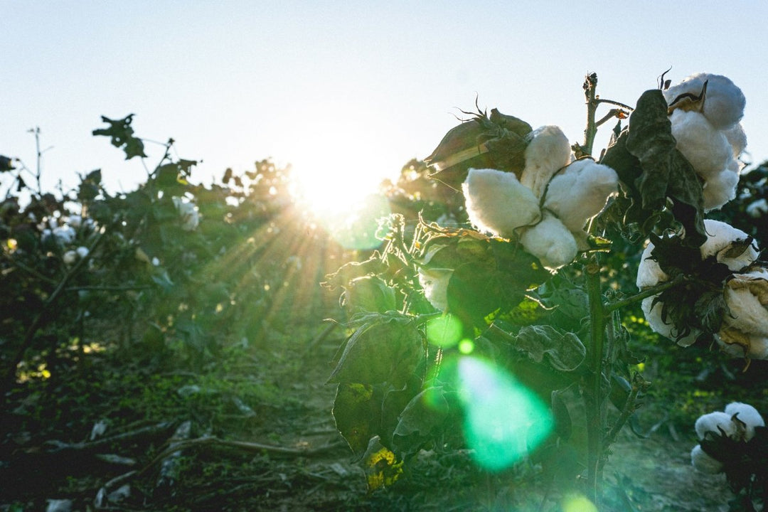 Les sous-vêtements en coton bio : de quoi parle-t-on ? - BLUEBUCK