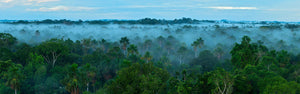 rainforest-misty