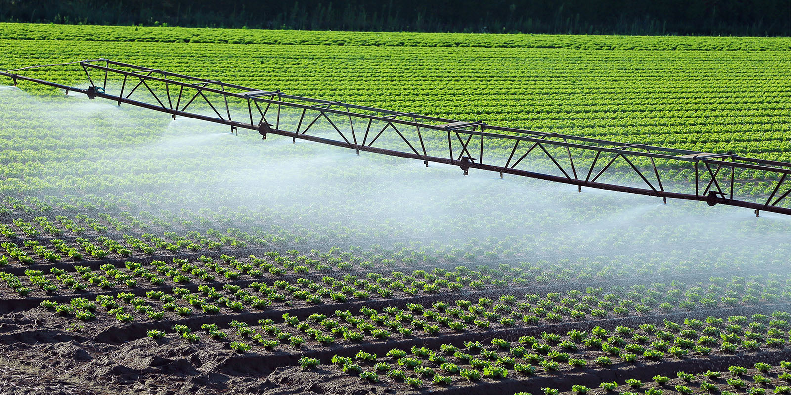 bluebuck_0001_intensive-agriculture-watering-irrigation